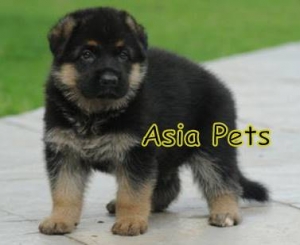 German Shepherd puppy for sale in delhi